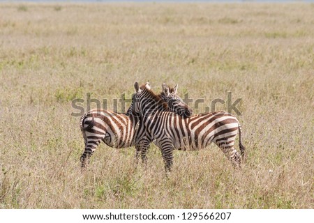 Two BurchellÃ¢Â?Â?s Zebras flirt on savanna plain. Serengeti National Park, Great Rift Valley, Tanzania, Africa.