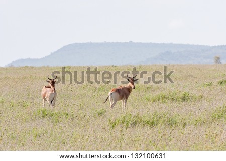 Two  hartebeests (Alcelaphus buselaphus) stands in savanna plain against distant mountain view background. Serengeti National Park, Great Rift Valley, Tanzania, Africa.