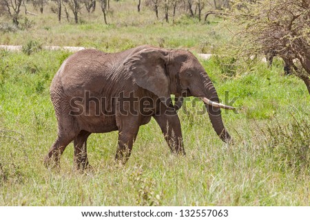 Adult elephant with big tusks goes in profile on savanna. Serengeti National Park, Great Rift Valley, Tanzania, Africa.
