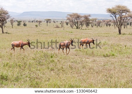 Three adult and one young Topi antelope stand on savanna plain. Serengeti National Park, Great Rift Valley, Tanzania, Africa.