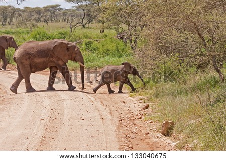 Elephant herd with calf go in profile through dirty road in savanna. Serengeti National Park, Great Rift Valley, Tanzania, Africa.