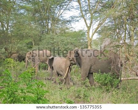 Three elephants walk through forest. Lake Manyara National Park, Tanzania, Africa.