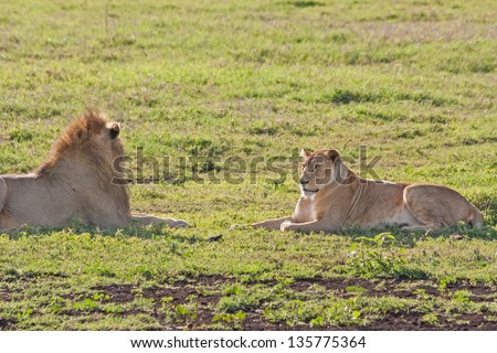 Lion male and female lie face-to-face in savanna. Ngorongoro Crater, Great Rift Valley, Tanzania, Africa.