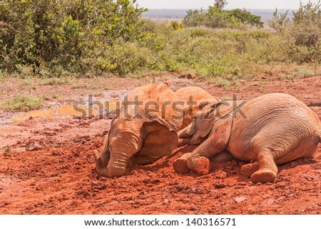 Three baby elephants lay on red clay heap near pool with trees and bushes in background. Sheldrick Elephant Orphanage in Nairobi, Kenya.