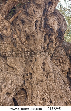 Close-up view on crust fragment of ancient biblical olive tree  in Gethsemane in Jerusalem. Israel.