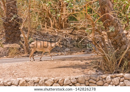 Gazelle in profile on the road between date palm trees in the area of the reserve of Ein Gedi.