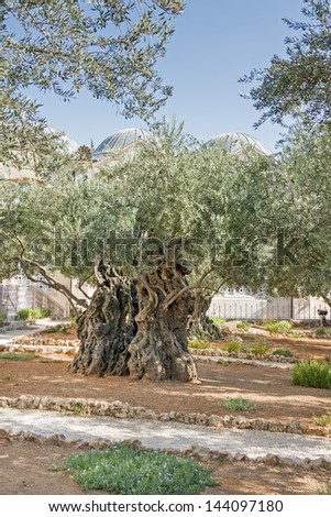 Ancient biblical olive tree planted before Christ Gethsemane garden. Jerusalem, Israel.