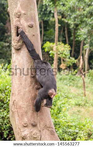 Young chimpanzee hanging on stem and catching on a hollow of a tree trunk. Ngamba island chimpanzee sanctuary, Uganda
