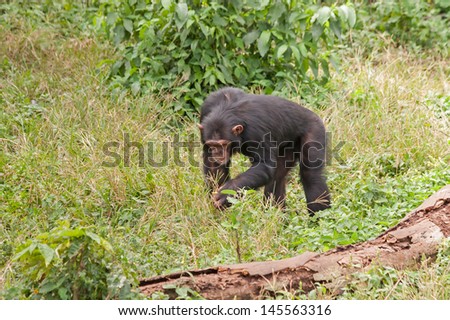 Adult chimpanzee goes down on all fours looks for meal in grass. Ngamba island chimpanzee sanctuary, Uganda.