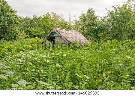 Old abandoned wooden vault with broken roof among wild tall weeds against garden trees background. Bolshaya Doroga village, Tambovsky region, Russia.