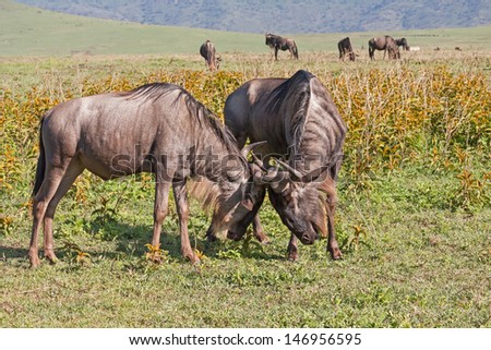 Two Wildebeest (Gnu) in rut lock horns in savanna plain Ngorongoro Crater, Great Rift Valley, Tanzania, Africa.