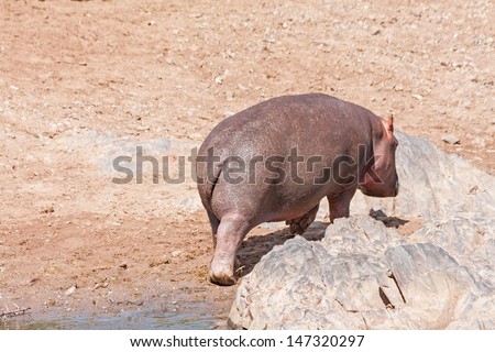 Hippopotamus (Hippopotamus amphibius) goes away from water on river bank. Serengeti National Park, Great Rift Valley, Tanzania, Africa.