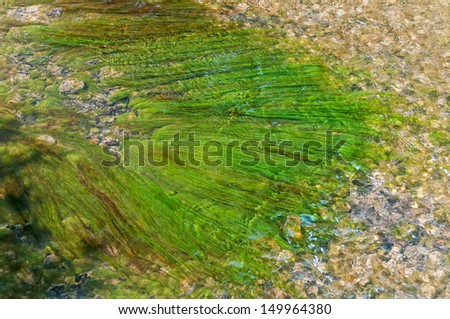 Oblong green and brown algae under water drawn by stream