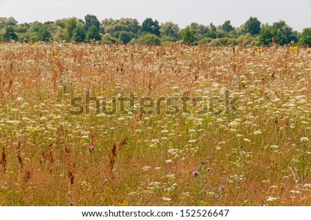 Sunny meadow with blossom flowers before bush growth. Kaluzhsky region, Russia.