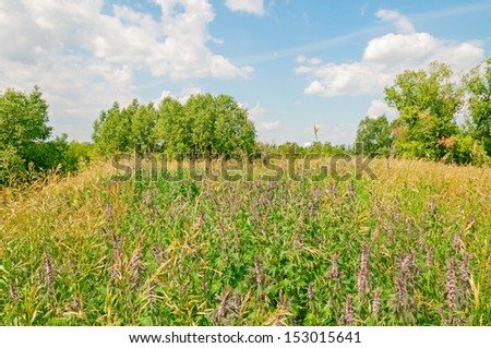 Plain landscape with sunny meadow overgrown by flowering Motherwort (Leonurus cardiaca) against blue sky background