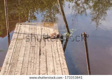 Brown cat sits on wooden landing stage and laps water