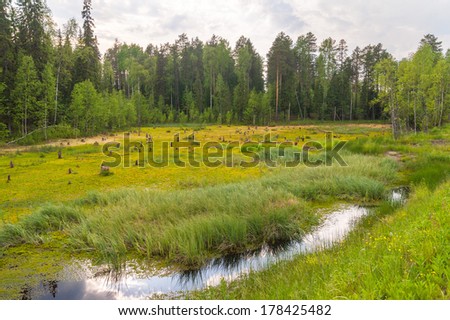 Bog landscape with open water plot against forest background