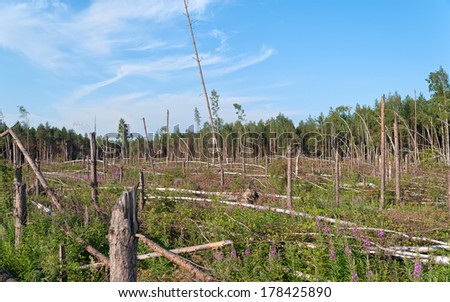 Throw birch forest with broken pine trunks before after tornado.