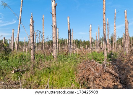 Broken pine trunks after tornado.