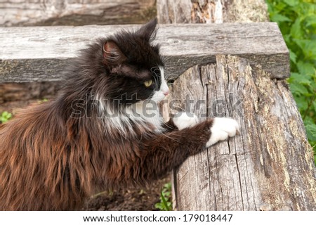 Brown and white cat stands in profile with legs on log