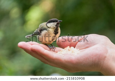 Tomtit sits on male hand palm up in profile against blurred background. Moscow, Russia.