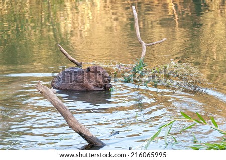 Beaver kid sits in profile in water near riverside and nibbles branch. Moscow, Russia.