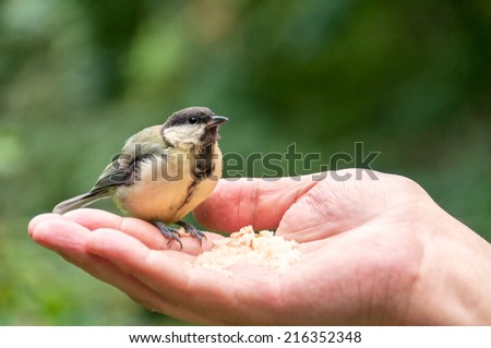 Tomtit sits on male hand palm up in profile against blurred background. Moscow, Russia.