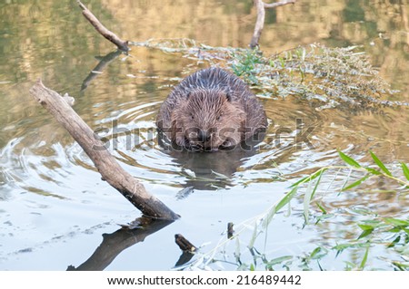 Beaver kid sits full-face in water near snag. Moscow, Russia.