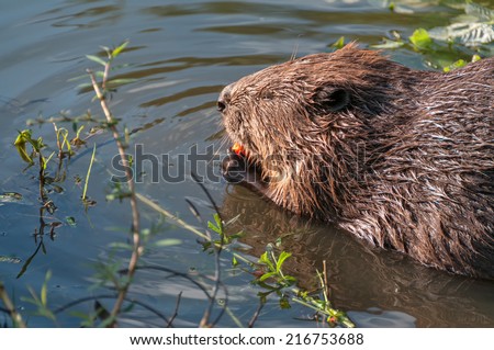 Female beaver sits in water in profile near riverside and nibbles red carrot. Moscow, Russia.