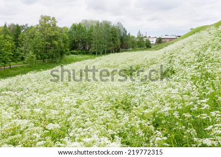 Blossoming grass-covered earth-deposit before buildings. Belozersk, Vologodsky region, Russia.