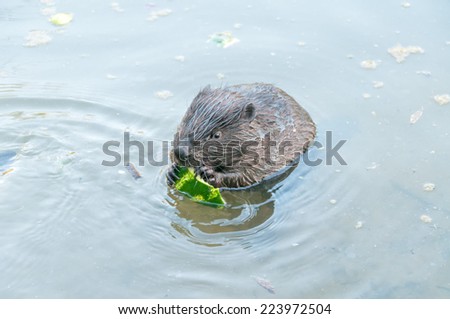 Beaver swims in water full-face near riverside and nibbles watermelon peel. Moscow, Russia.