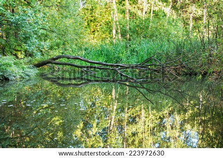 View on pond plant-filled by cane and duckweed with died tree and bush growth on riverside. Moscow, Russia.