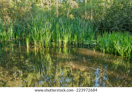 View on pond plant-filled by cane and duckweed with birch trees and bush growth on riverside. Moscow, Russia.