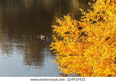 Beautiful multicolor birch tree on lake bank with yellow foliage of Indian summer reflecting in calm water in Indian summer. Moscow, Russia.