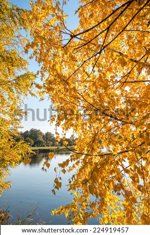 Beautiful multicolor birch tree on lake bank with yellow foliage of Indian summer reflecting in calm water in Indian summer. Moscow, Russia.