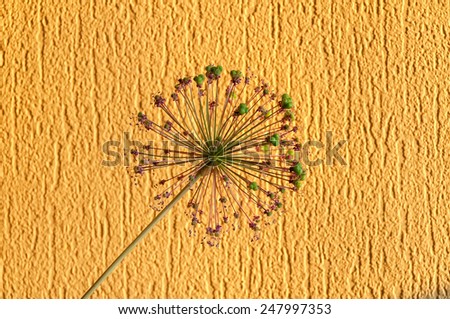 Onion flower head on yellow textured wall background