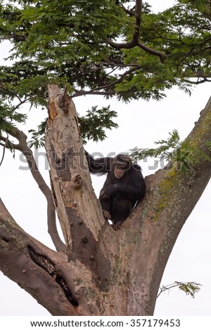 Adult chimpanzee sits on tree. Ngamba island chimpanzee sanctuary, Uganda.