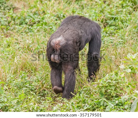 Adult male chimpanzee with big balls going down on all fours goes away. Ngamba island chimpanzee sanctuary, Uganda.