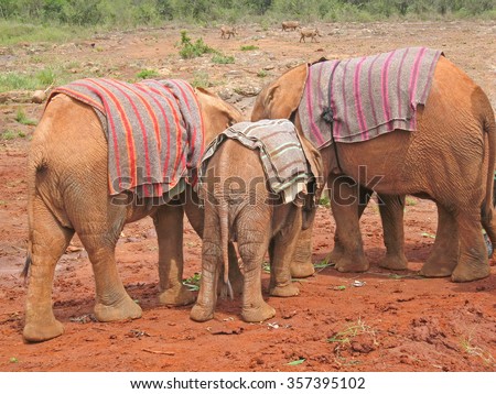 Three baby elephants covered with horsecloth stand back to us. Sheldrick Elephant Orphanage in Nairobi, Kenya.