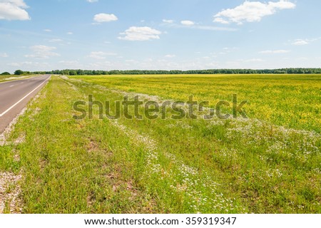Sunny meadow with blossom carpet of ox-eye daisy and rapeseed flowers along straight highway before forest against blue sky background. Kaluzhsky region, Russia.