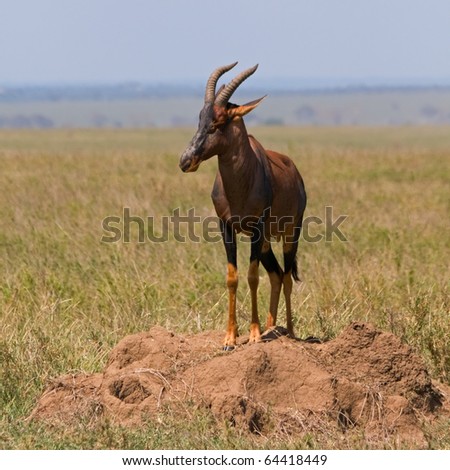 Topi Antelope