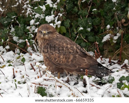 Eastern Imperial Eagle (Aquila heliaca) staying in profile on the snow ground on the green ivy leaves background