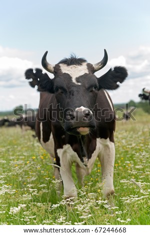 Black and white cow full face with figure cutout ear marks