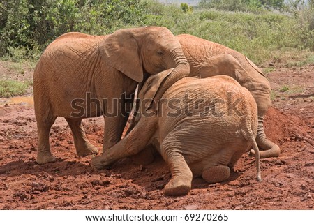 Three baby elephants play each other on red clay heap with bushes in background. Sheldrick Elephant Orphanage in Nairobi, Kenya.