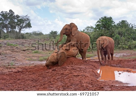 Three baby elephants play each other on red clay heap near the muddy pool with trees and bushes in background. Sheldrick Elephant Orphanage in Nairobi, Kenya.