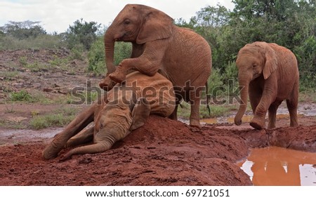 Three baby elephants play each other on the clay heap near the muddy pool with trees and bushes in background. Sheldrick Elephant Orphanage in Nairobi, Kenya.