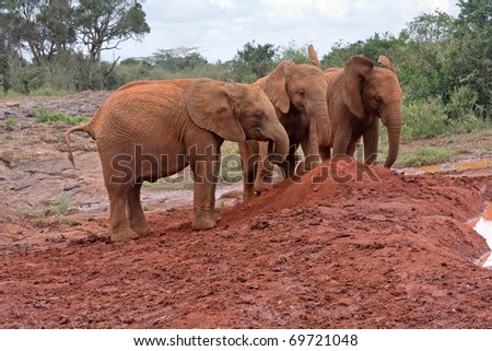 Three baby elephants stay head-to-head near red clay heap with trees and bushes in background. Sheldrick Elephant Orphanage in Nairobi, Kenya.