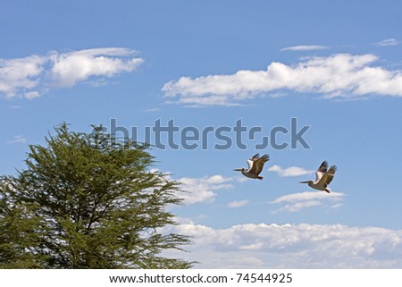 Two Great White Pelicans (Pelecanus onocrotalus) in profile fly towards acacia tree against sky background.