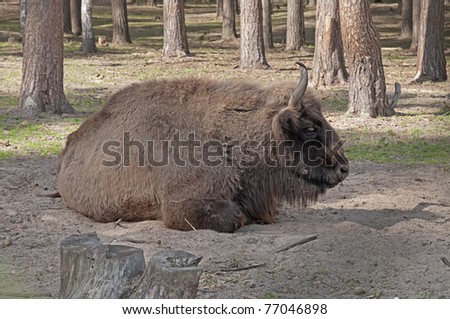 Wisent (Bison bonasus) male lies in profile on the ground among trees in the forest. Orlovskoye Polesye National Park. Orlovsky region, Russia.