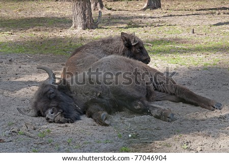Two wisents (Bison bonasus) female and calf lies in profile on the ground among trees in the forest. Orlovskoye Polesye National Park. Orlovsky region, Russia.